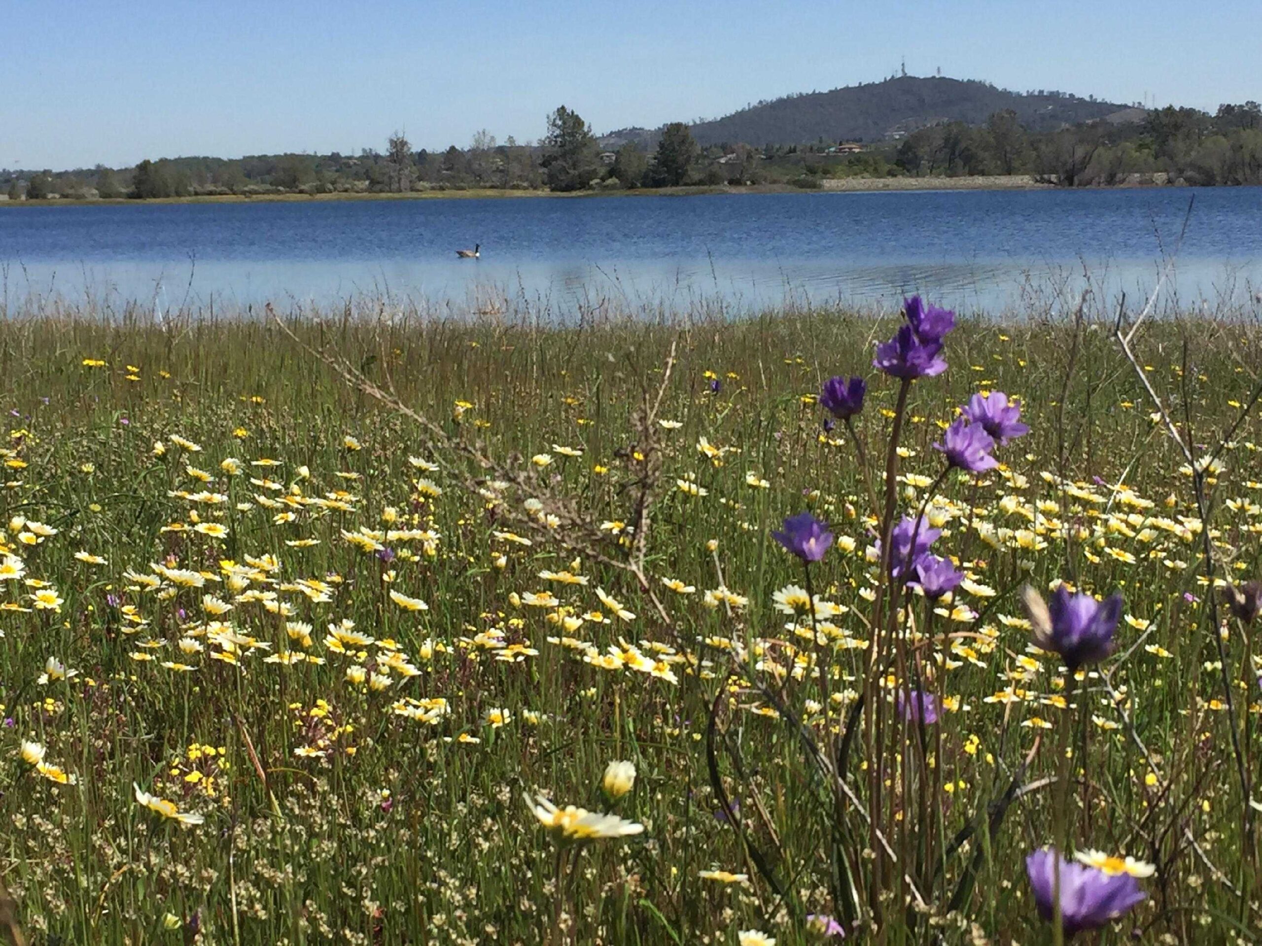 Wild Flowers at Bass Lake Park Copy scaled